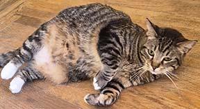 Enlarge Tiki, a Adoptable Domestic Short Hair in Tiburon, CA image 3/3