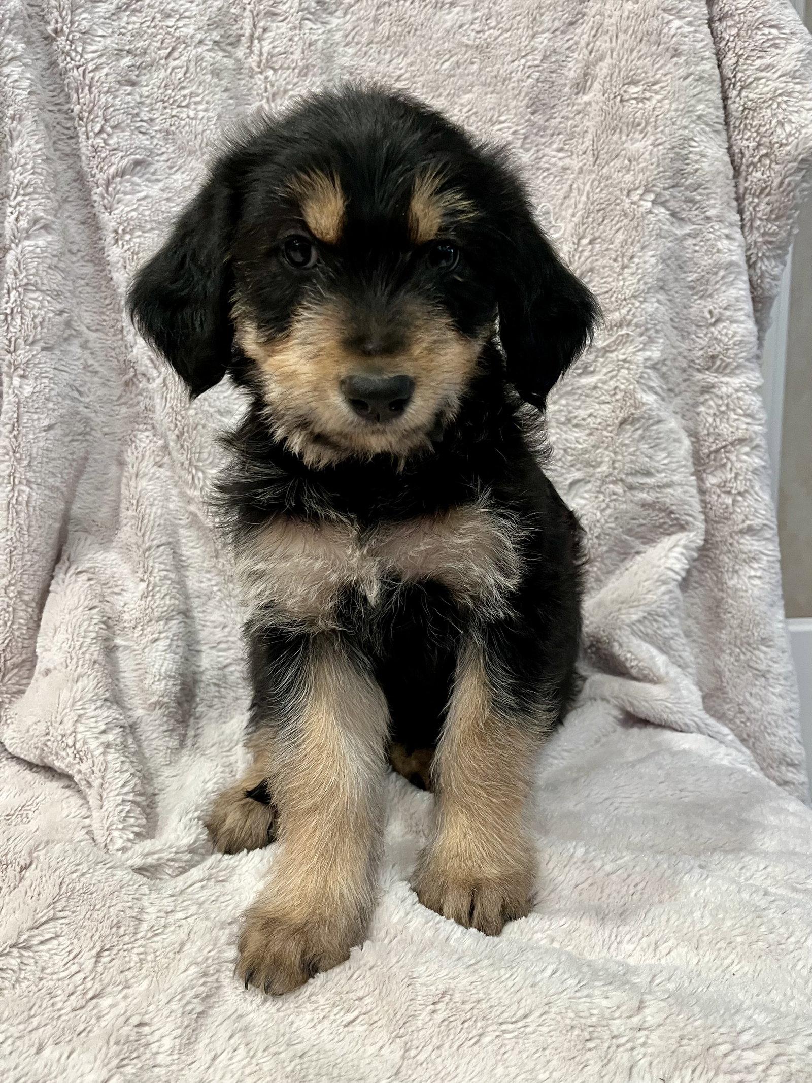 Enlarge Piper, a Adopted mixed breed in Orange, CA image 1/1