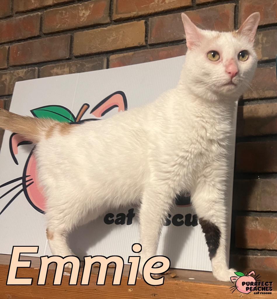 Emmie, Adoptable, Adult Female Domestic Short Hair.