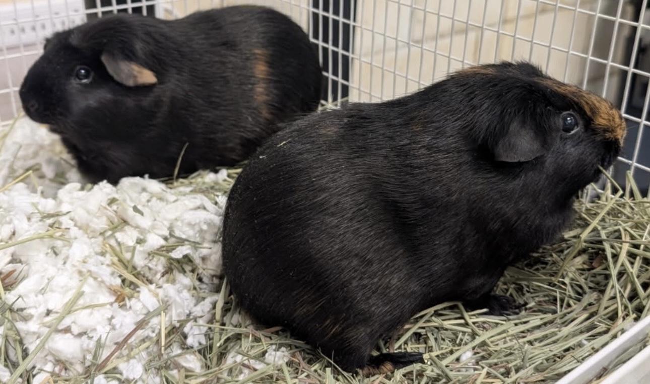Enlarge Ember and Cinder, an adopted Guinea Pig in Beaverton, OR image 1/4