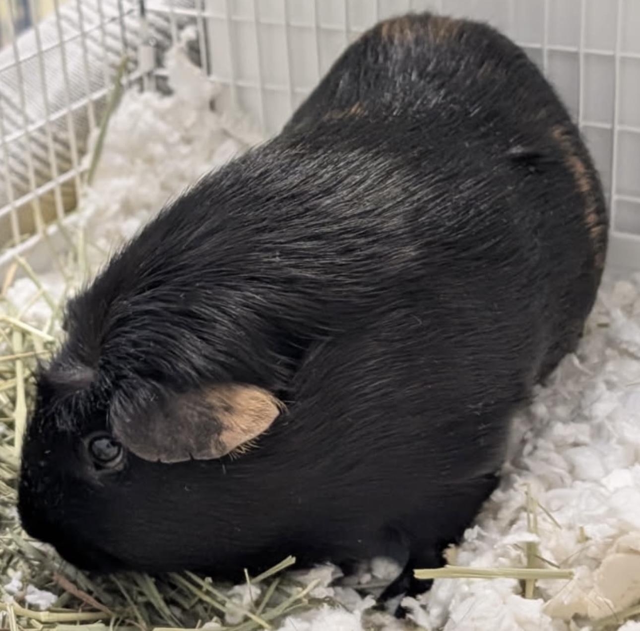 Enlarge Ember and Cinder, an adopted Guinea Pig in Beaverton, OR image 2/4