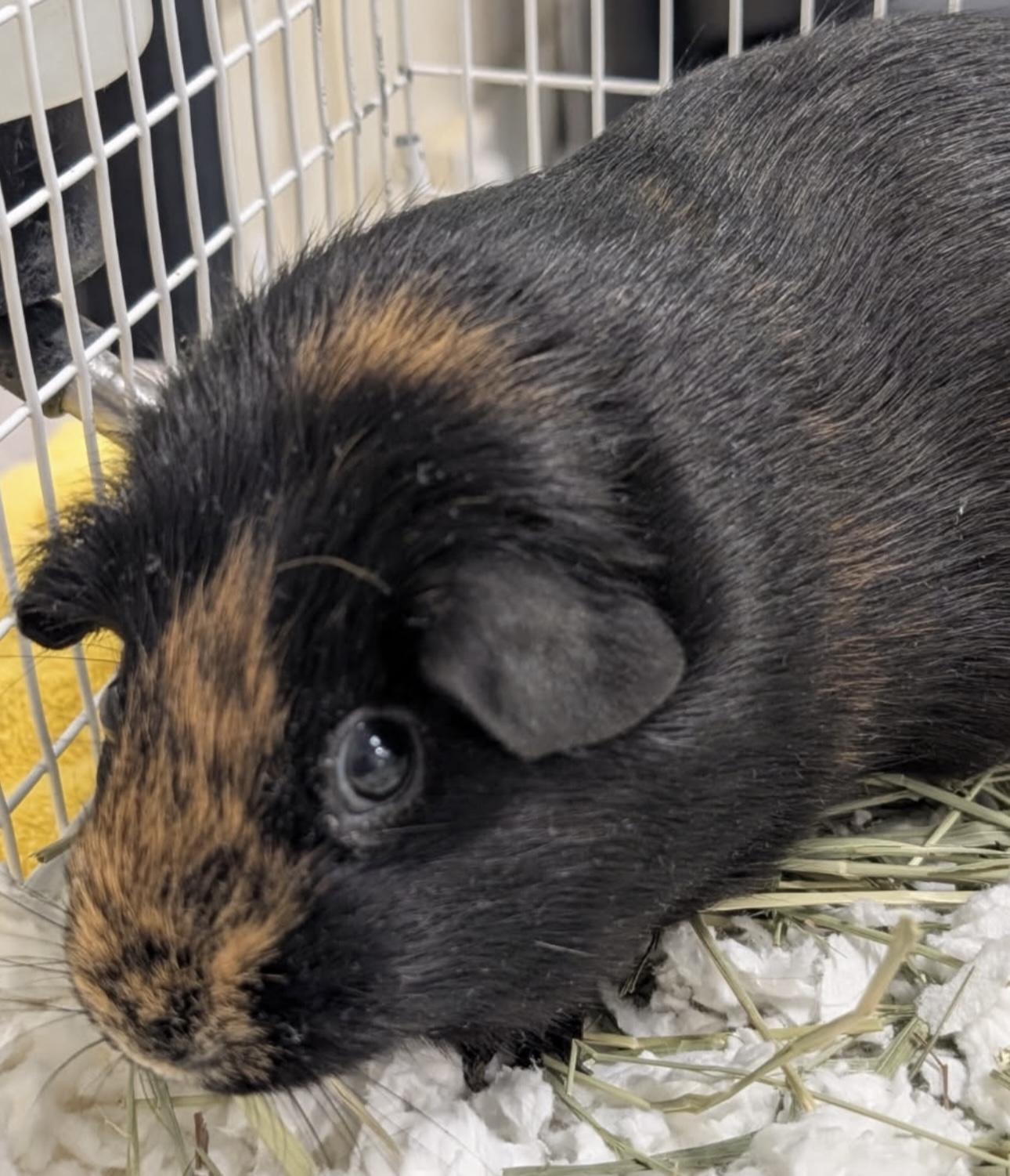 Enlarge Ember and Cinder, an adopted Guinea Pig in Beaverton, OR image 3/4