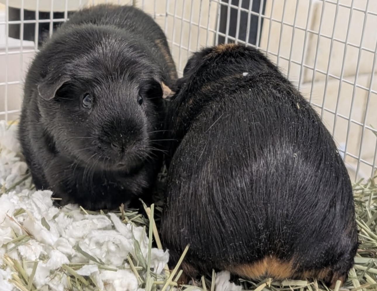 Enlarge Ember and Cinder, an adopted Guinea Pig in Beaverton, OR image 4/4