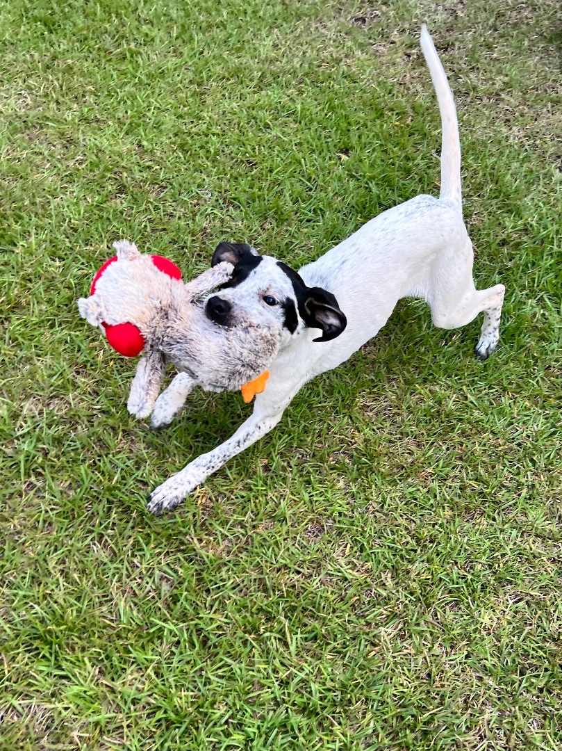 Pippy  photo 4