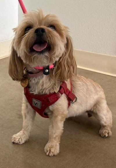 Sadie, a ADOPTABLE mixed breed in Greeley, CO image 2/2