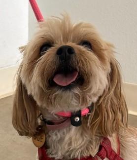 Sadie, a ADOPTABLE mixed breed in Greeley, CO image 1/2