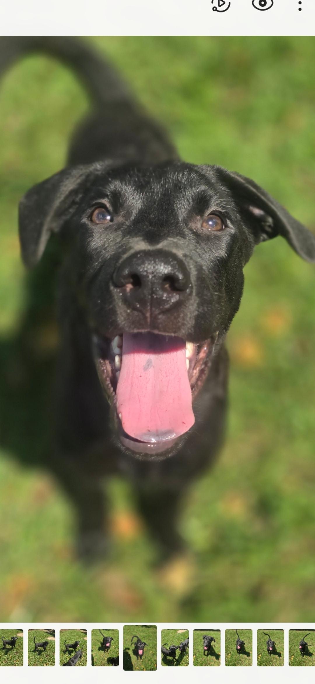 Enlarge patrick, a Adopted Black Labrador Retriever in Hampton, VA image 1/4