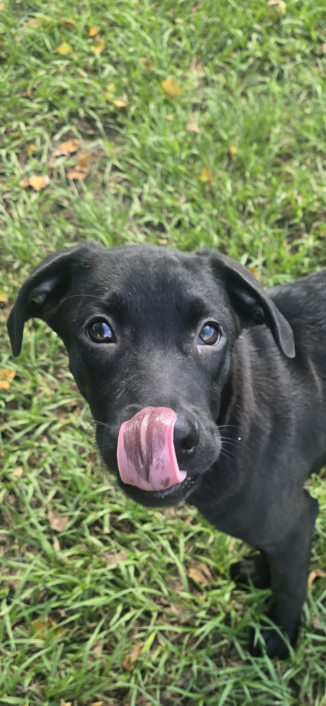 Enlarge patrick, a Adopted Black Labrador Retriever in Hampton, VA image 3/4