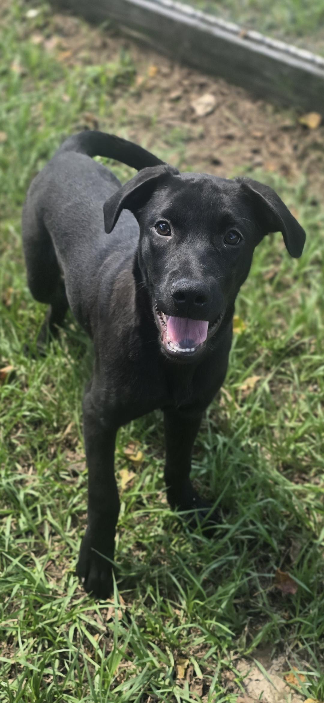 Enlarge patrick, a Adopted Black Labrador Retriever in Hampton, VA image 2/4