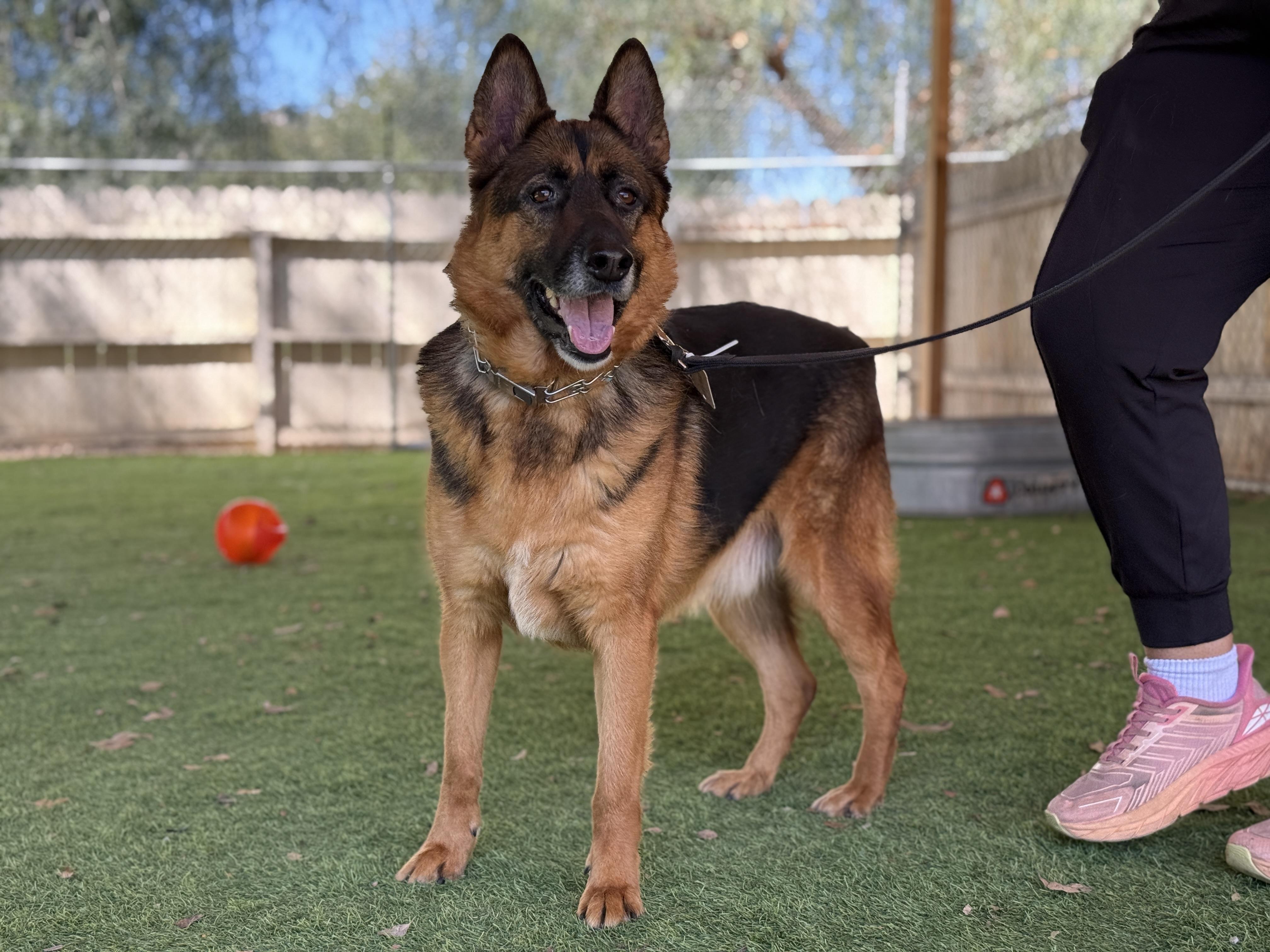 Murphy, adopted, Adult Male German Shepherd Dog.
