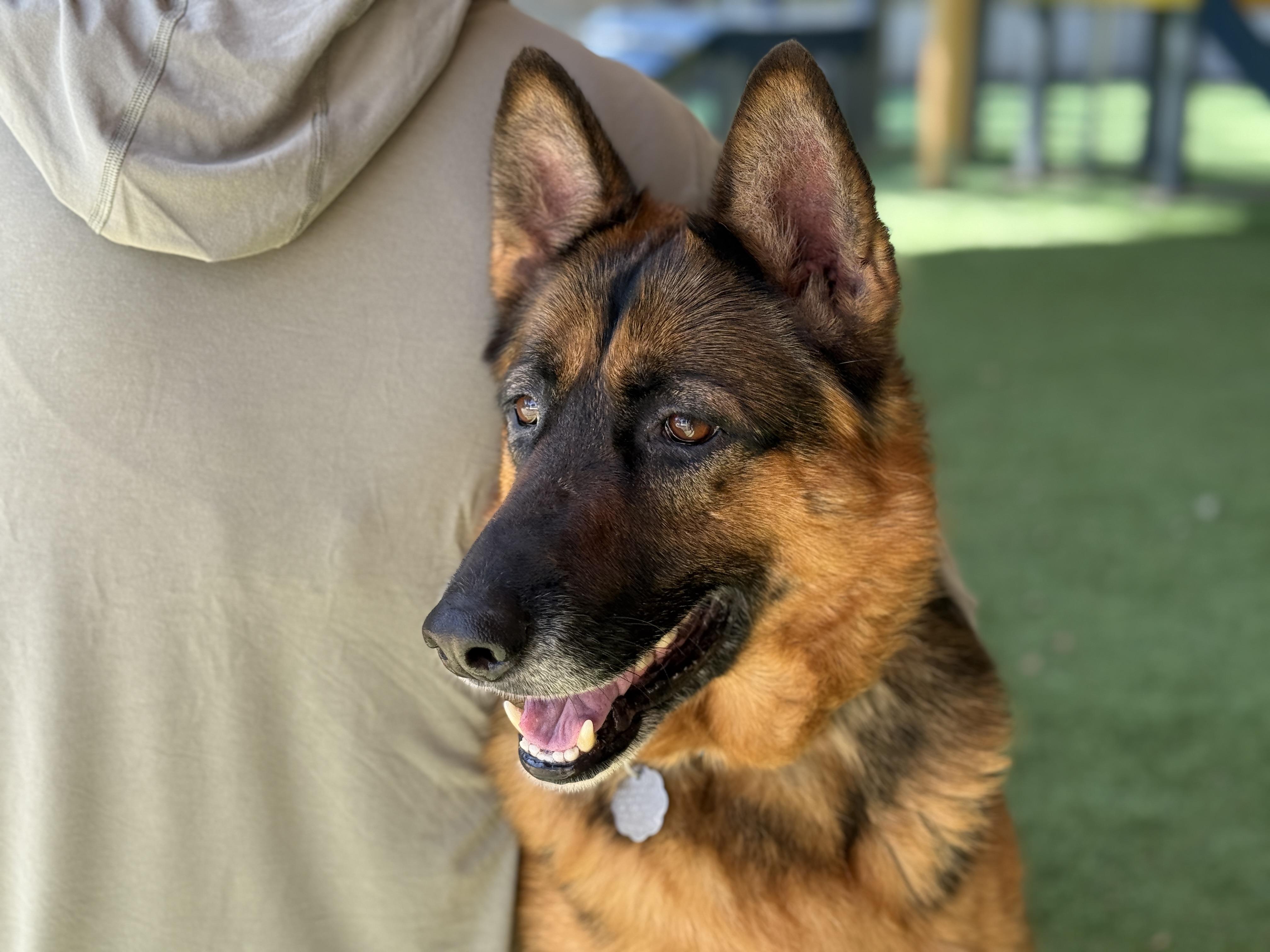 Enlarge Murphy, an adopted German Shepherd Dog in San Diego, CA image 2/2