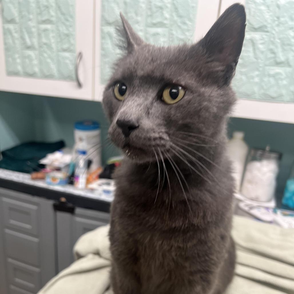 Everett, a Adoptable Domestic Short Hair in Hudson, NY image 2/3