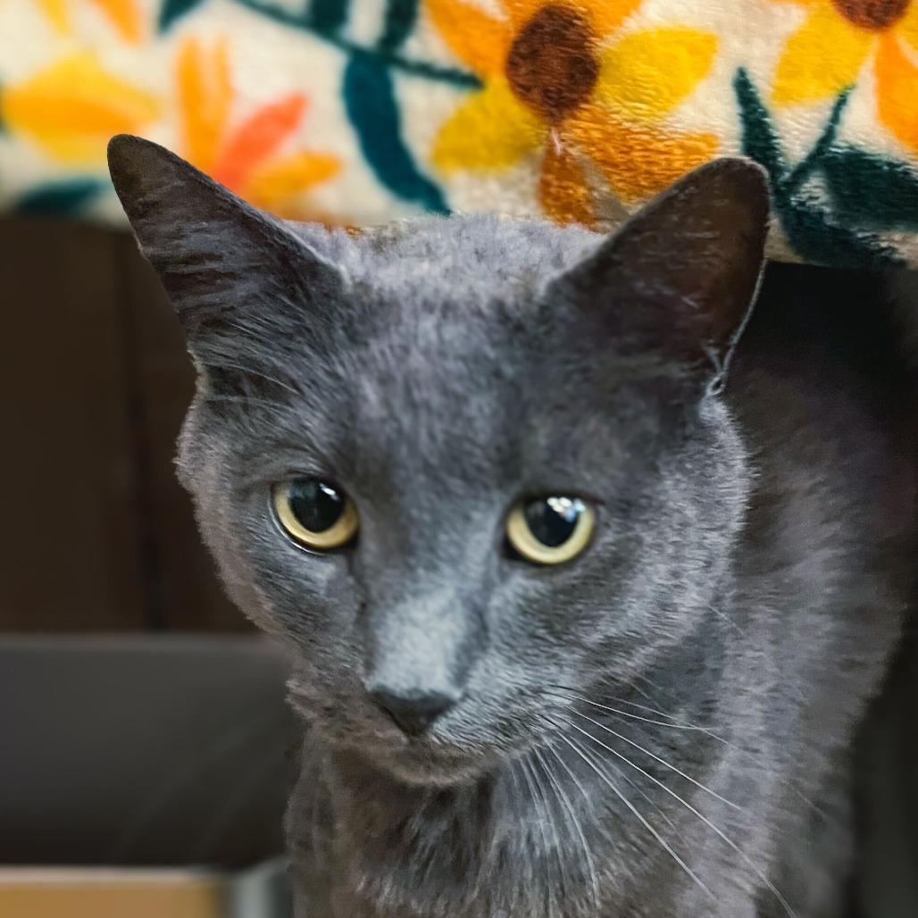 Everett, a Adoptable Domestic Short Hair in Hudson, NY image 3/3