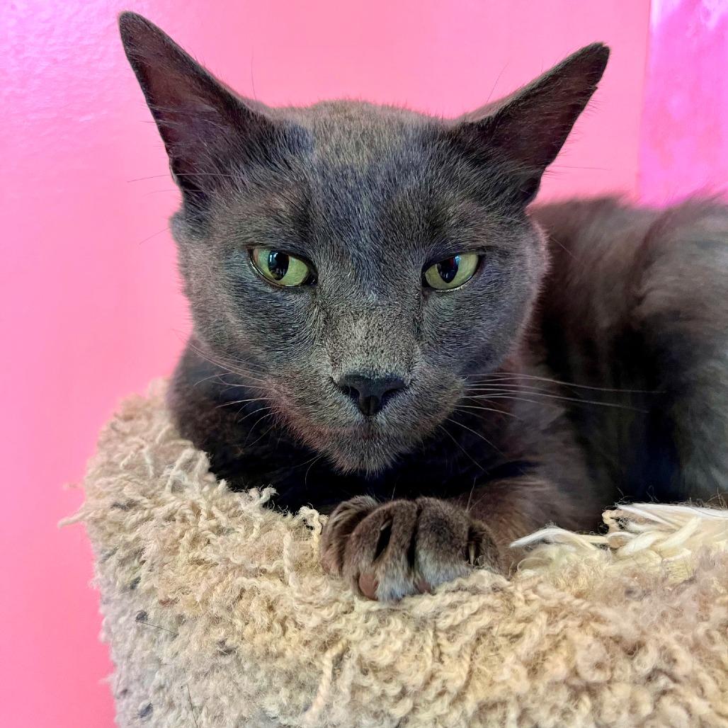 Everett, a Adoptable Domestic Short Hair in Hudson, NY image 1/3