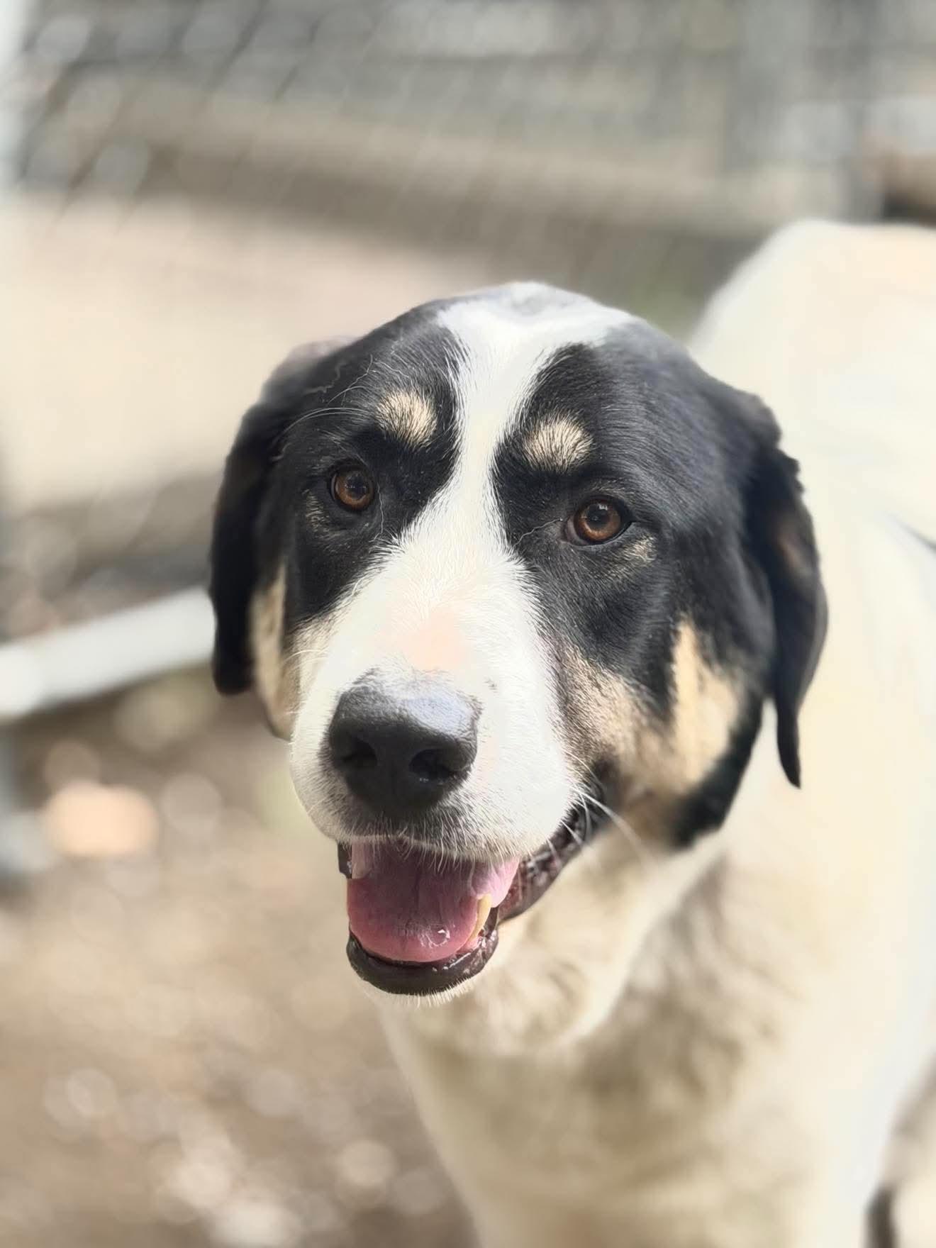 Enlarge Hettie, a Adoptable mixed breed in Argyle, NY image 2/6