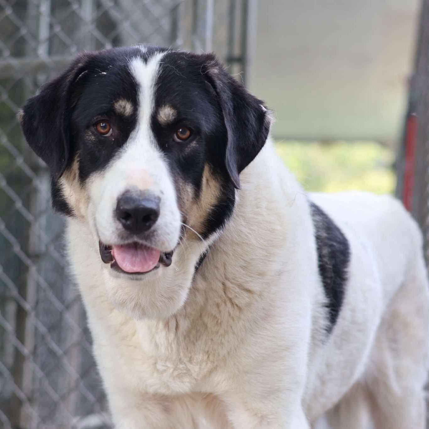 Hettie, Adoptable, Adult Female Great Pyrenees & Anatolian Shepherd.