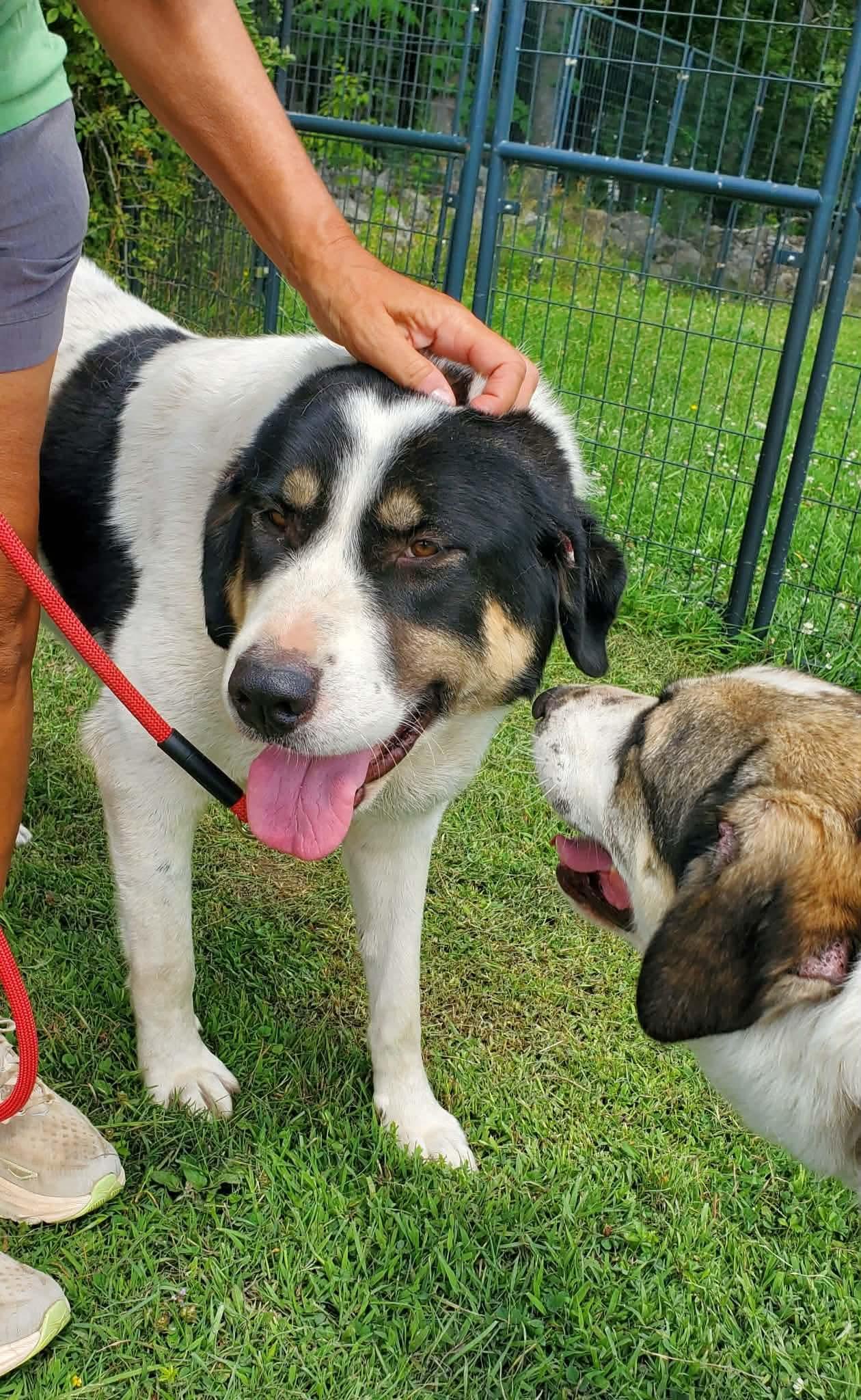 Enlarge Hettie, a Adoptable mixed breed in Argyle, NY image 5/6