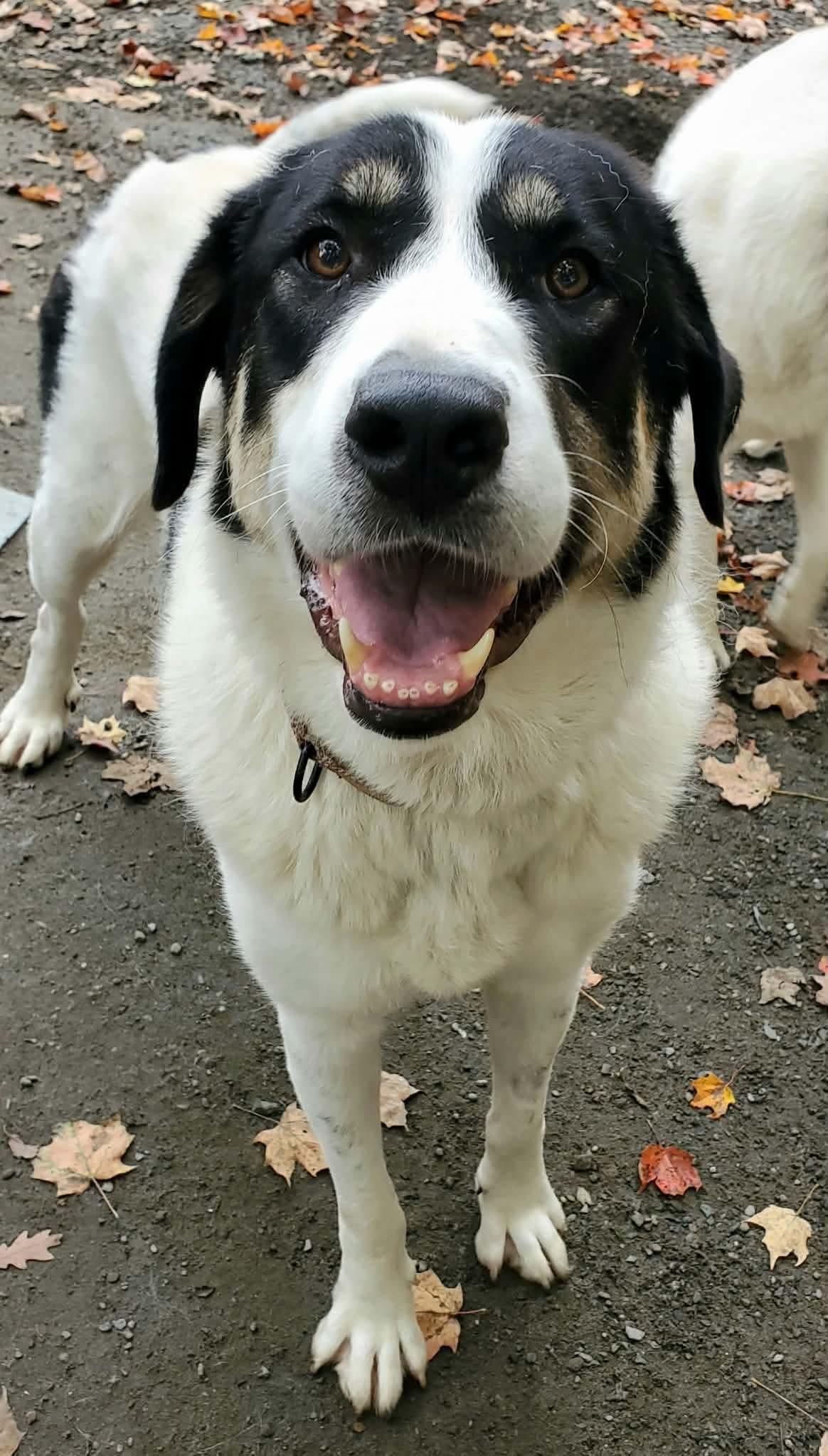 Enlarge Hettie, a Adoptable mixed breed in Argyle, NY image 6/6