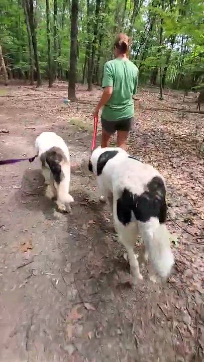 Enlarge Hettie, a Adoptable mixed breed in Argyle, NY video 3/6