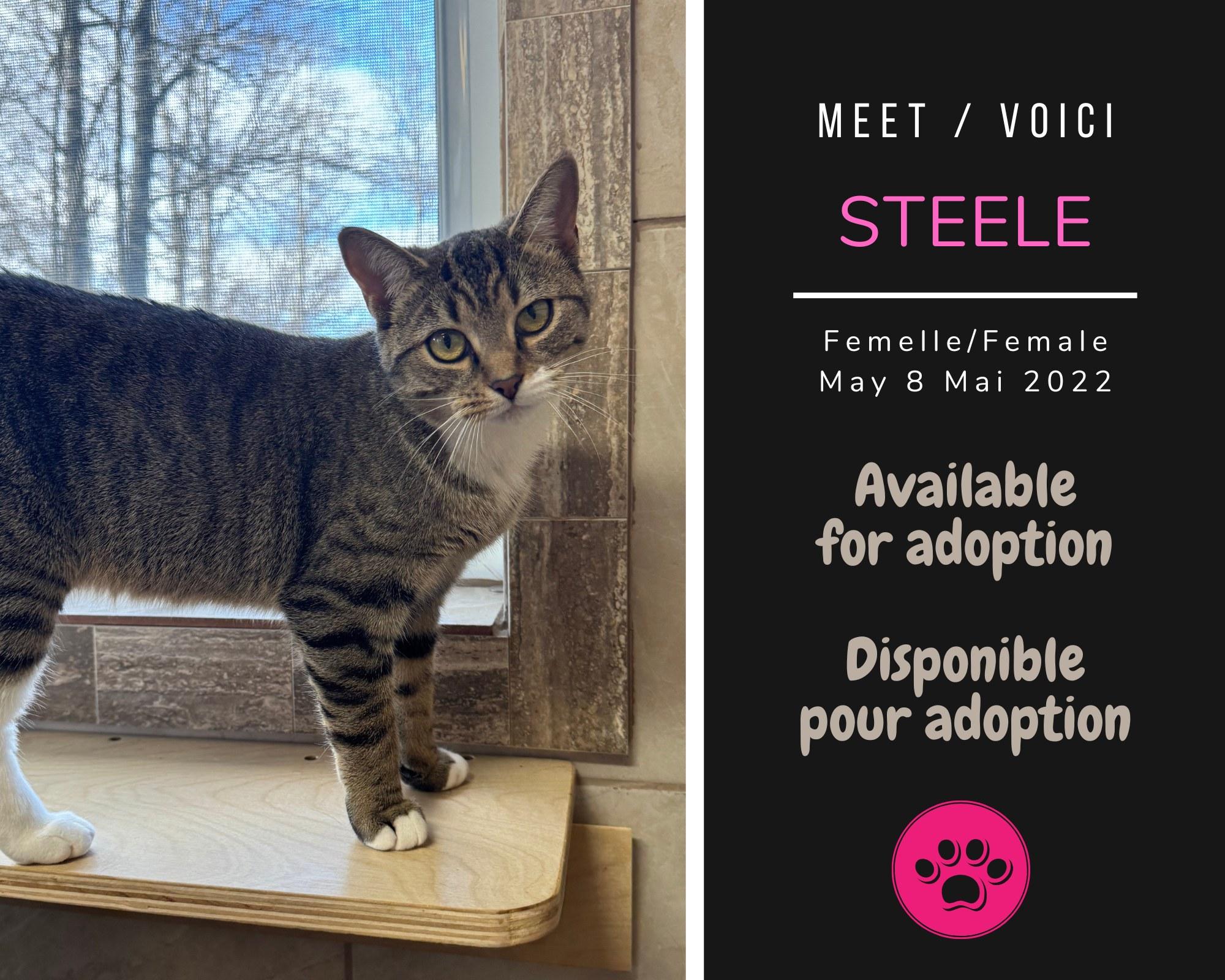 Enlarge Steele, a Adoptable Domestic Short Hair in Dsl De Drummond, NB image 3/3