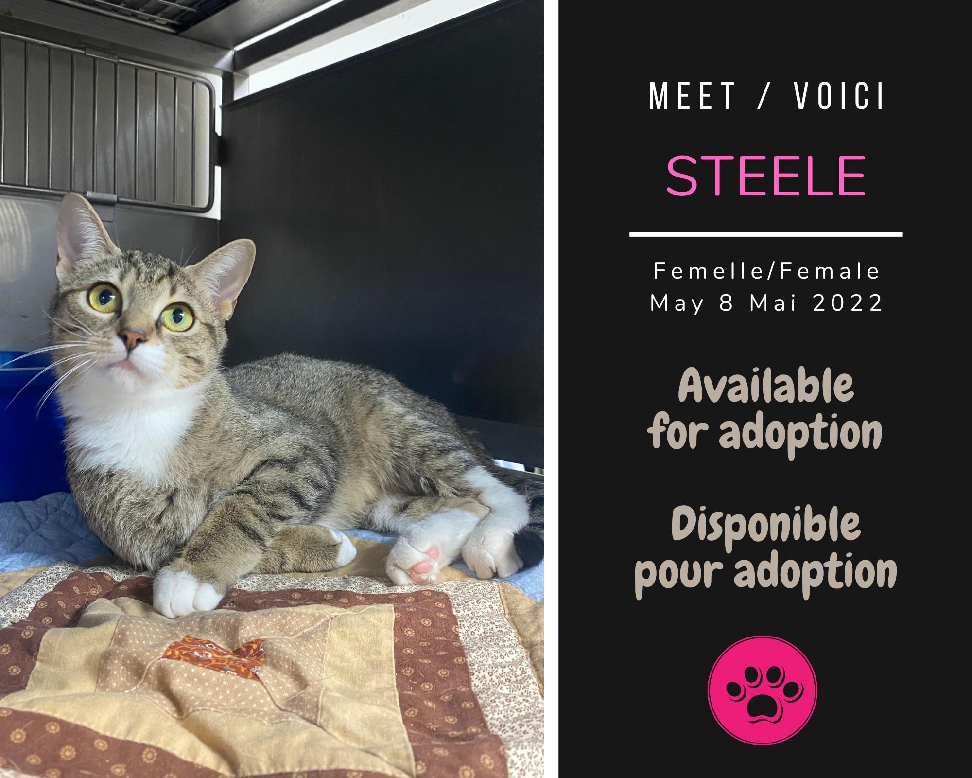 Enlarge Steele, a Adoptable Domestic Short Hair in Dsl De Drummond, NB image 1/1