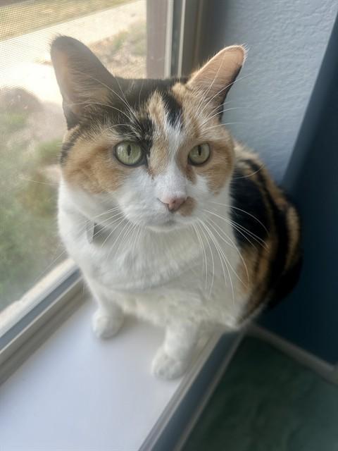 Enlarge LUCY, a Adoptable Domestic Short Hair in Aurora, CO image 1/1