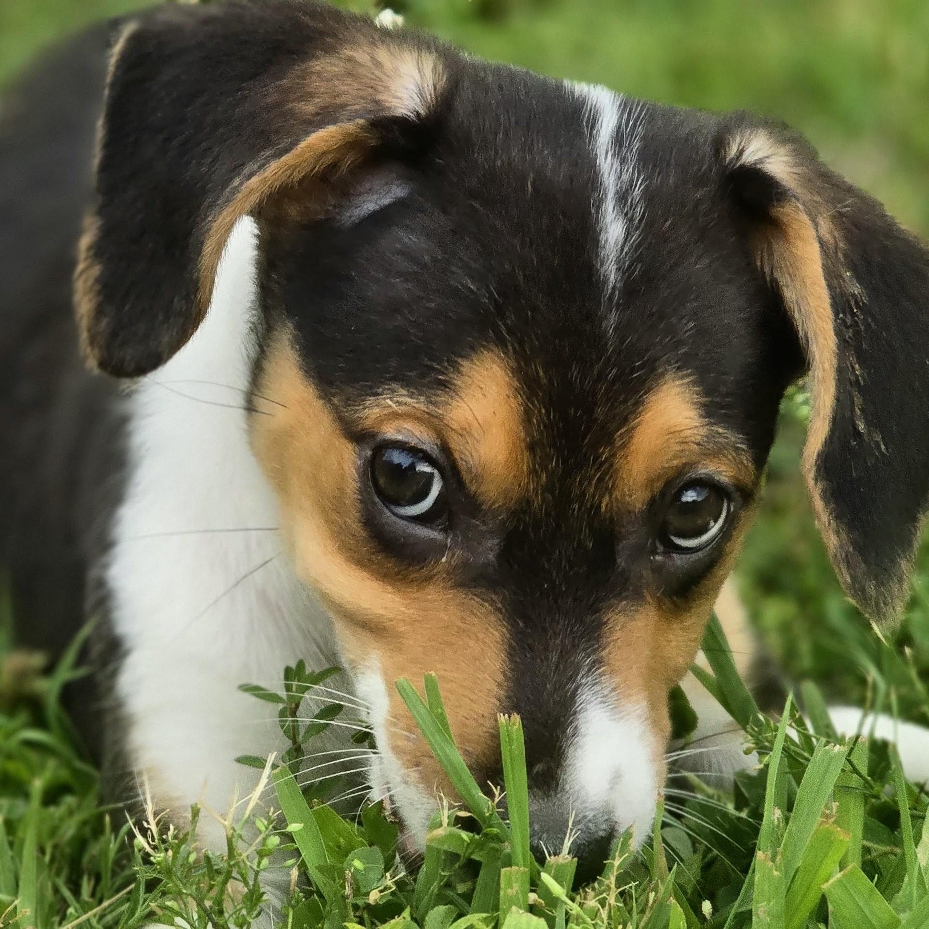 Atlas, Adoptable, Puppy Male Beagle.