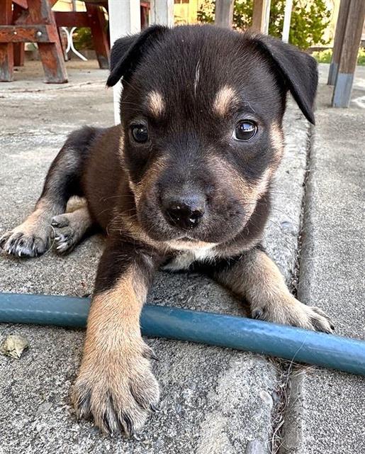 Enlarge JACK, a Adoptable mixed breed in Sacramento, CA image 1/1