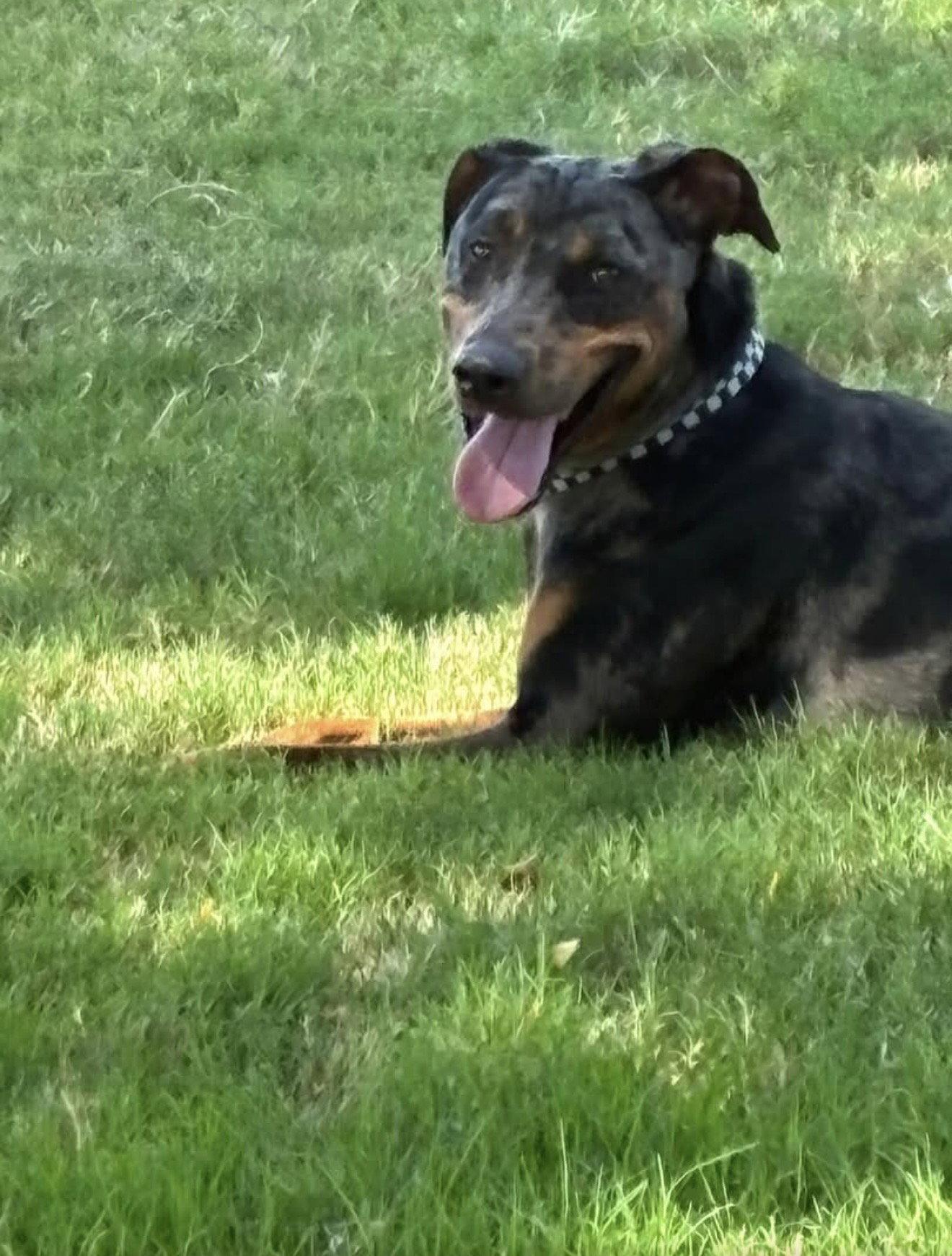 Bronco, Adoptable, Adult Male Doberman Pinscher & Catahoula Leopard Dog.