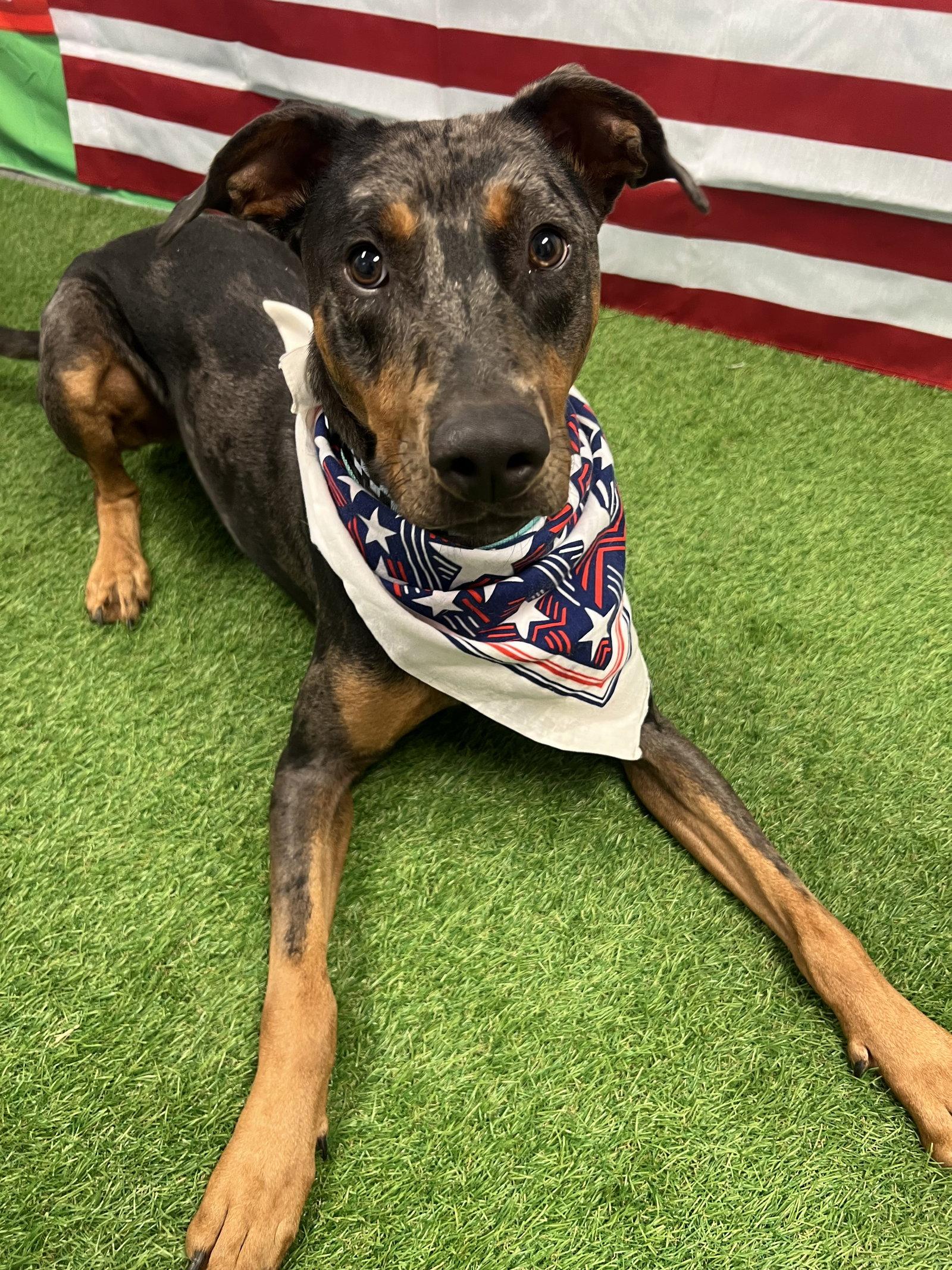 Enlarge Bronco, a Adoptable mixed breed in Euless, TX image 3/3