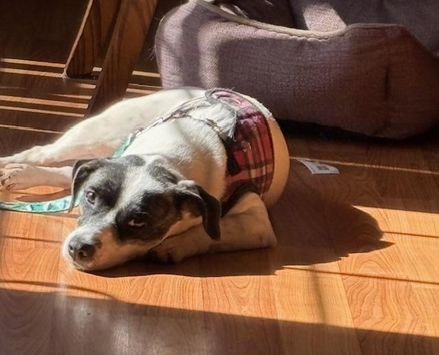 Enlarge Jackie, an adopted mixed breed in Aurora, IL image 3/4