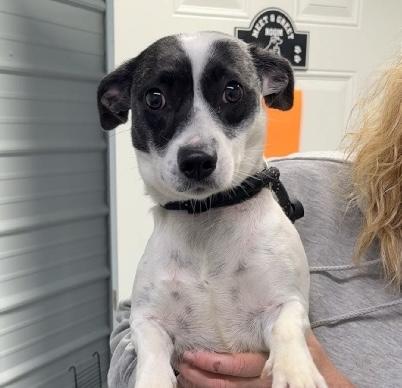 Enlarge Jackie, an adopted mixed breed in Aurora, IL image 2/4