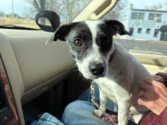 Enlarge Jackie, an adopted mixed breed in Aurora, IL image 4/4