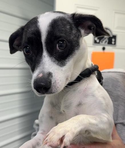 Enlarge Jackie, an adopted mixed breed in Aurora, IL image 1/4