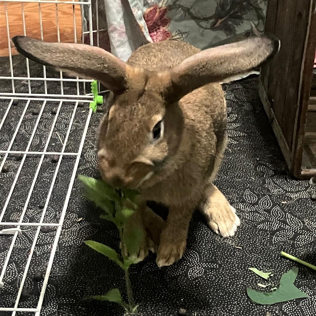 Charles, Adoptable, Young Male Bunny Rabbit.