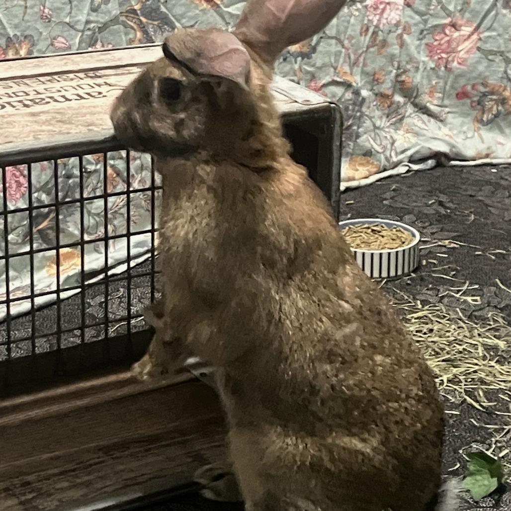 Enlarge Charles, a Adoptable Bunny Rabbit in Houston, TX image 2/4