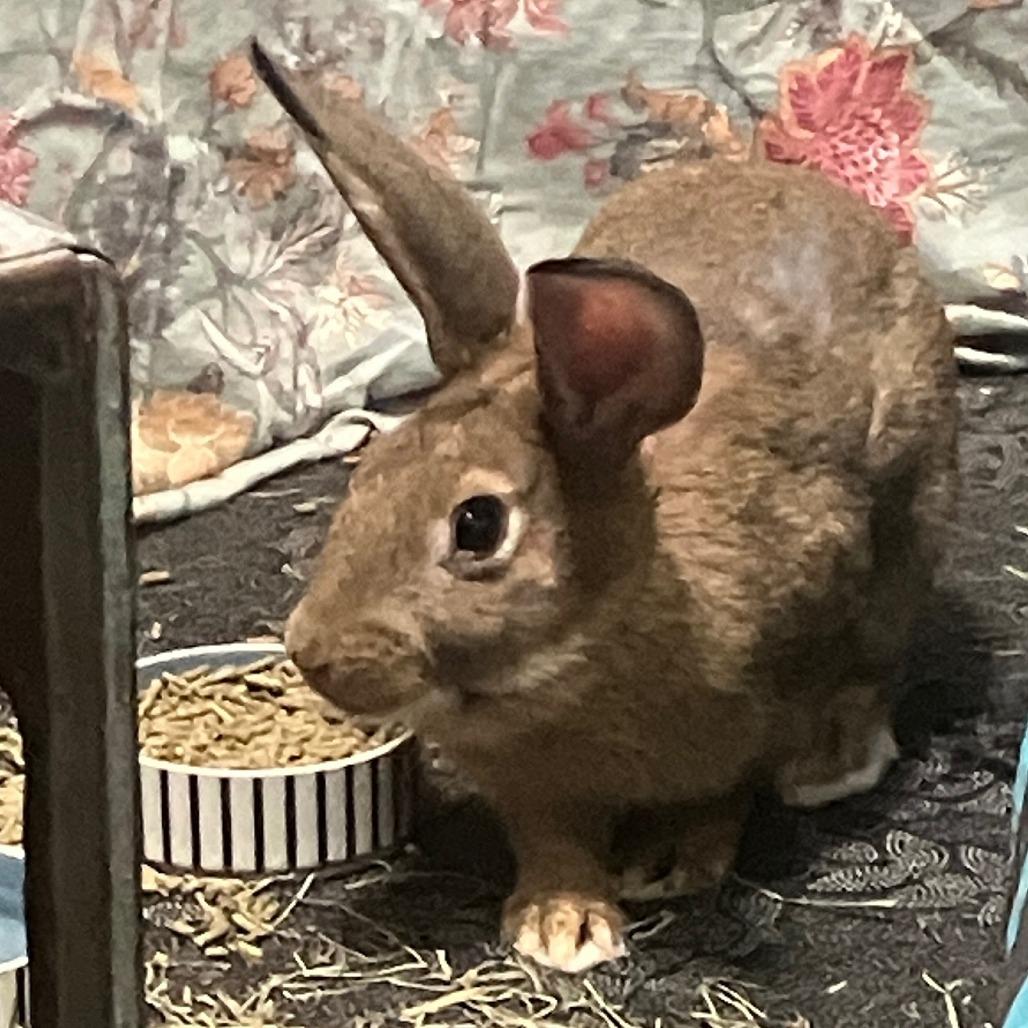 Enlarge Charles, a Adoptable Bunny Rabbit in Houston, TX image 3/4