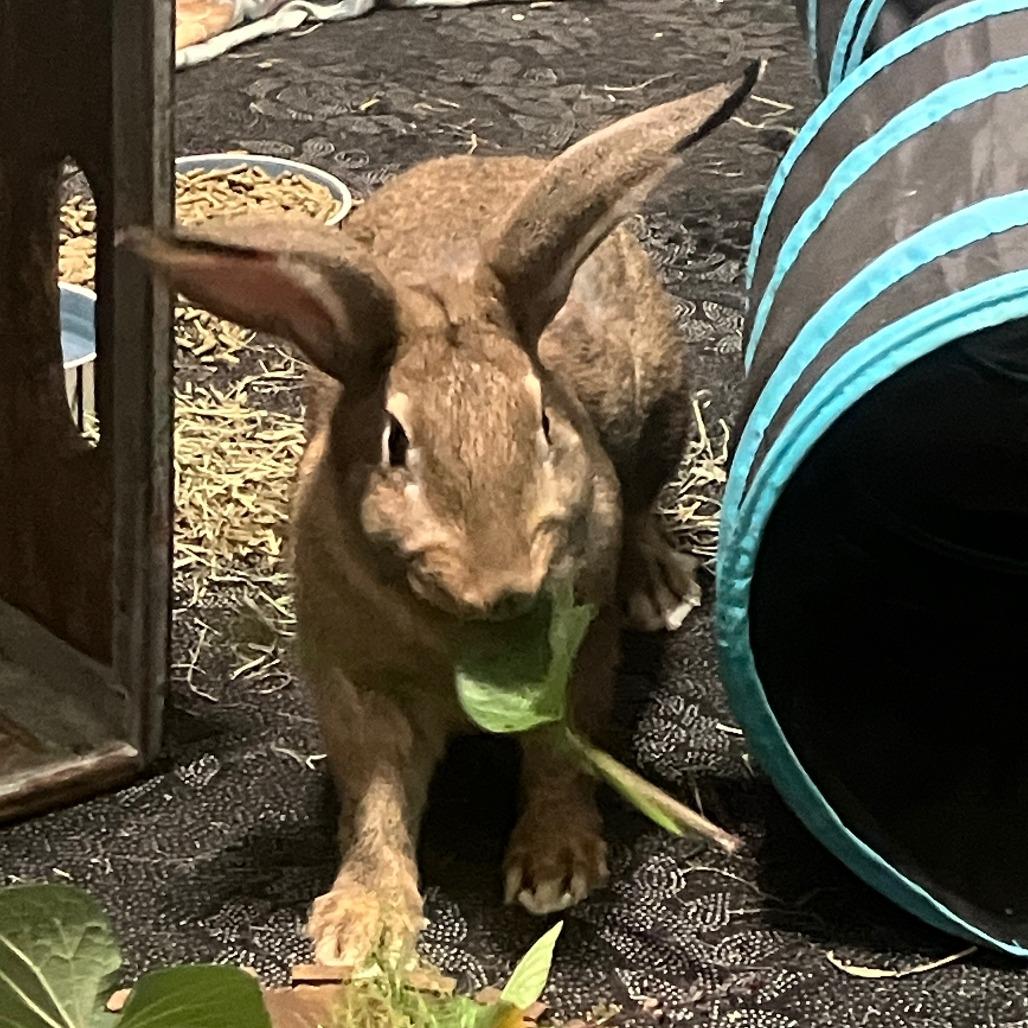 Enlarge Charles, a Adoptable Bunny Rabbit in Houston, TX image 4/4