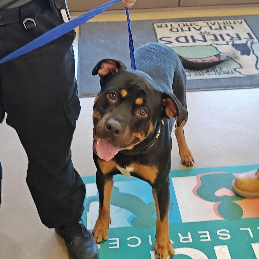 TEDDY, Adoptable, Adult Male Rottweiler & Pit Bull Terrier.