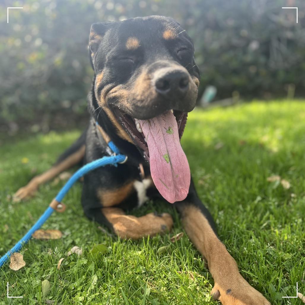 Enlarge TEDDY, a Adoptable mixed breed in Upland, CA image 2/4