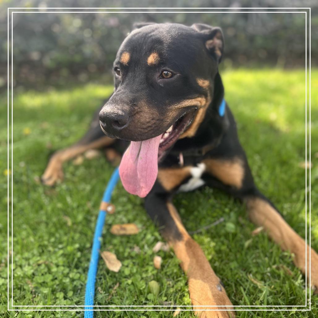 Enlarge TEDDY, a Adoptable mixed breed in Upland, CA image 3/4