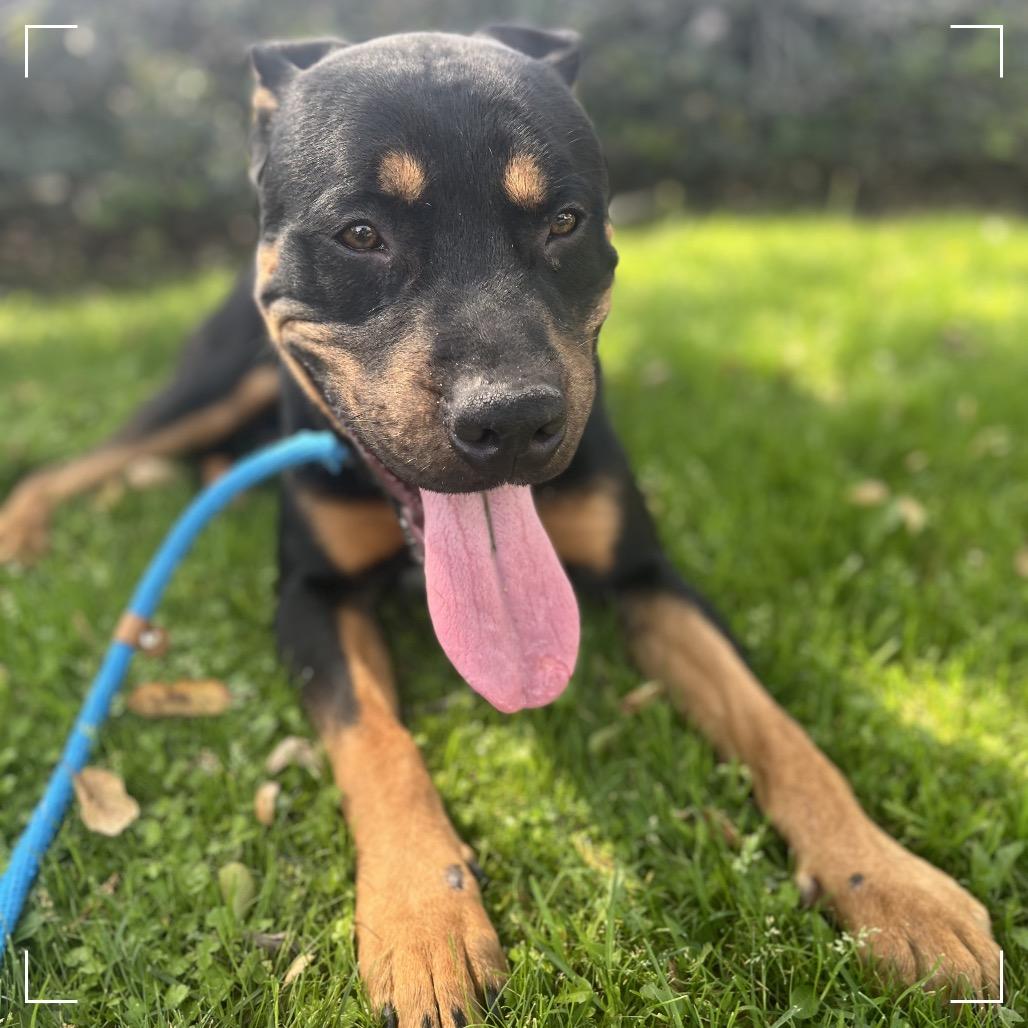 Enlarge TEDDY, a Adoptable mixed breed in Upland, CA image 4/4