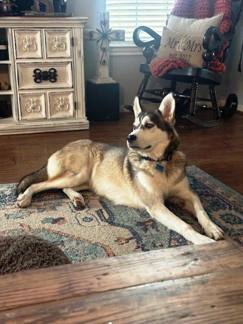 Enlarge Sammie, a Adoptable Husky in Austin, TX image 1/5