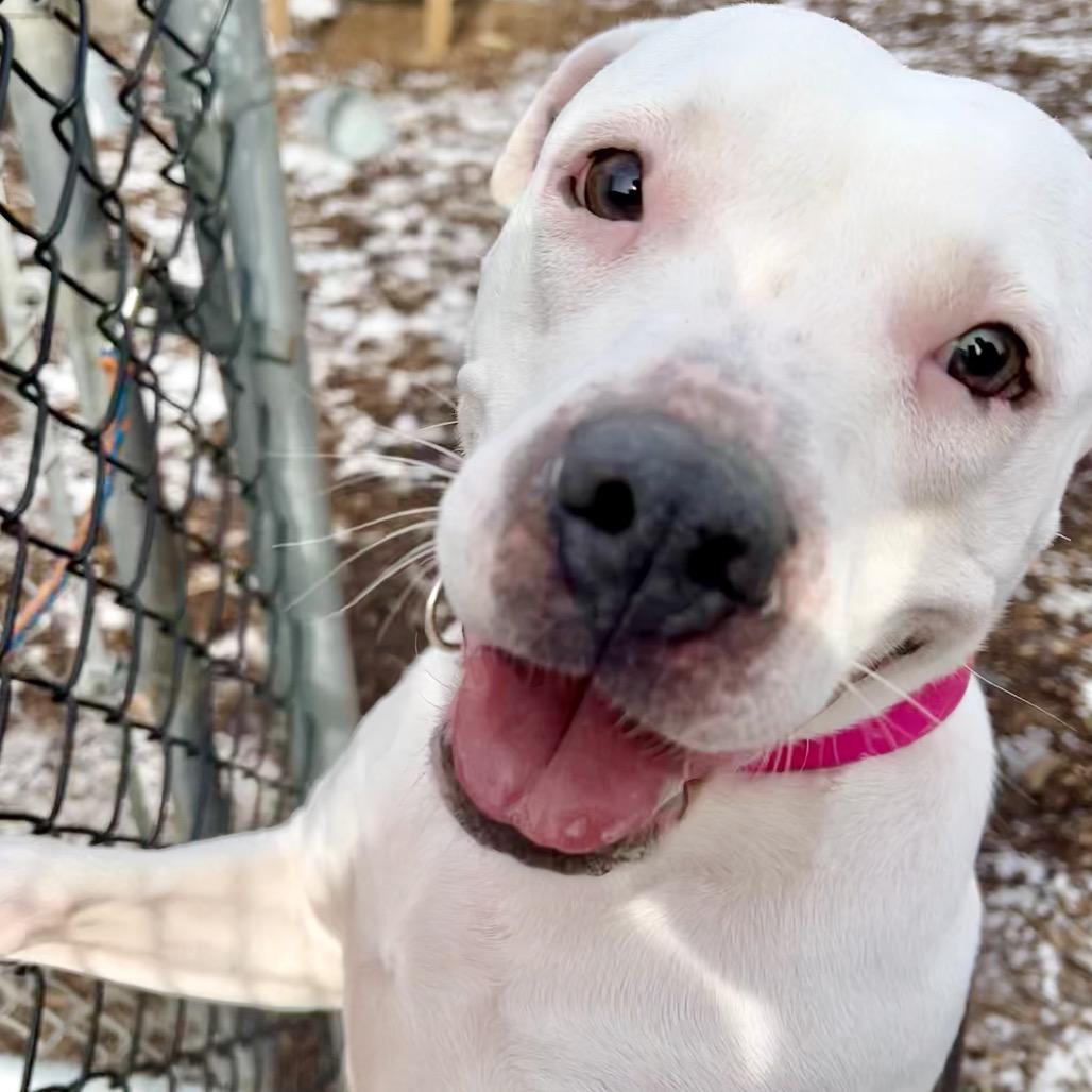 Olive — thumbnail 2