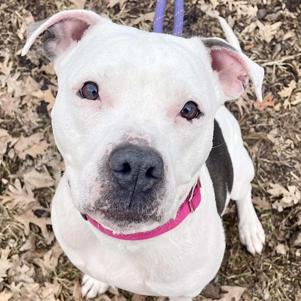 Olive — thumbnail 3