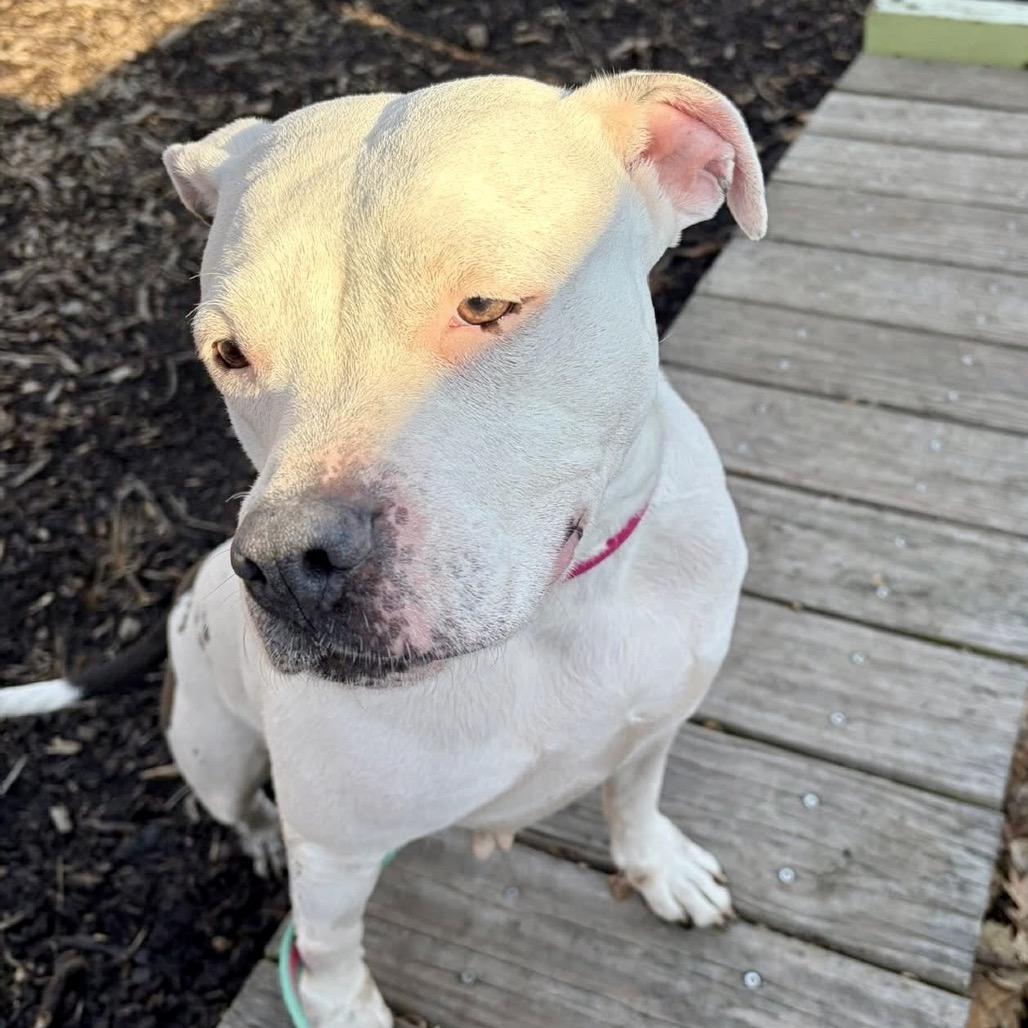 Olive — thumbnail 4