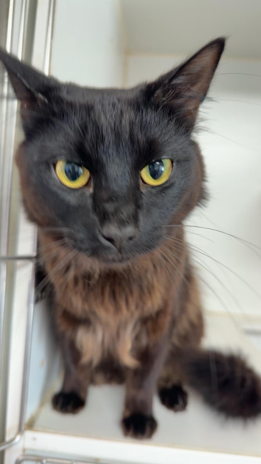 Scar, ADOPTABLE, Adult Male Domestic Long Hair.