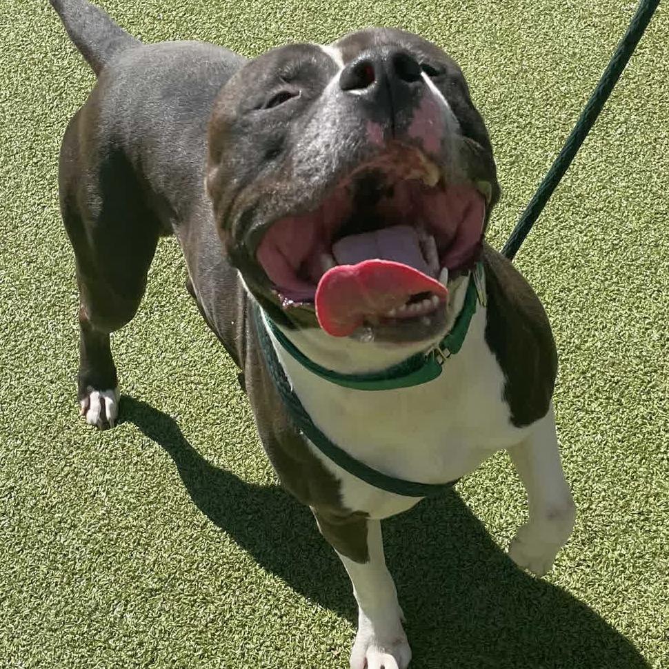 Tango, Adoptable, Adult Male Pit Bull Terrier.