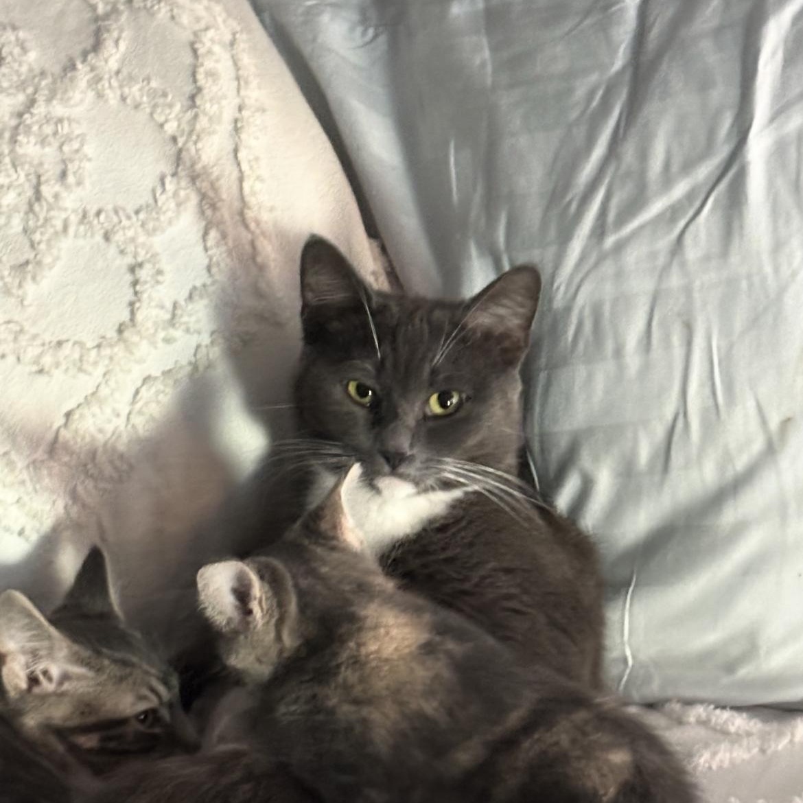 Minnie, ADOPTABLE, Adult Female Domestic Short Hair.