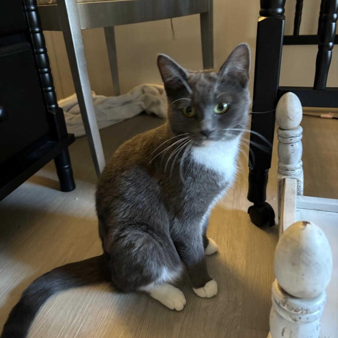 Enlarge Minnie, a ADOPTABLE Domestic Short Hair in Crofton, MD image 3/4